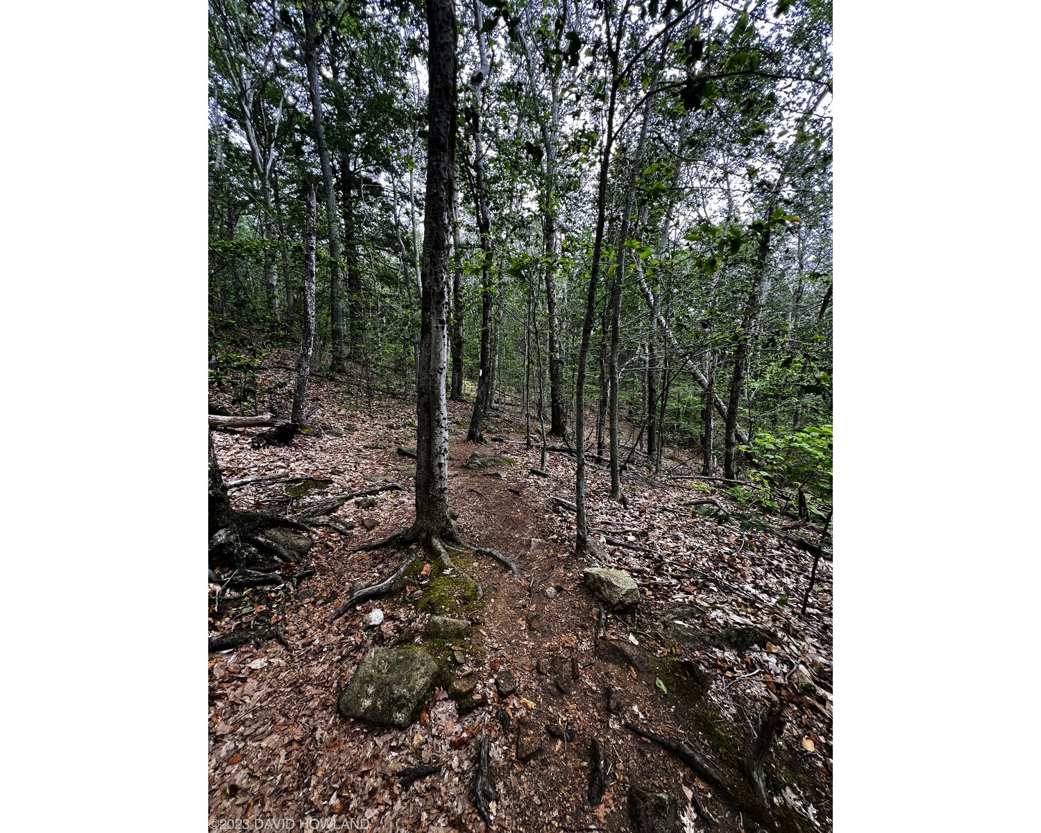 A photo of a trail passing through a dense forest of trees with green leaves